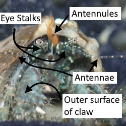 guide to hermit crab bits