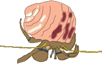 hermit crab logo